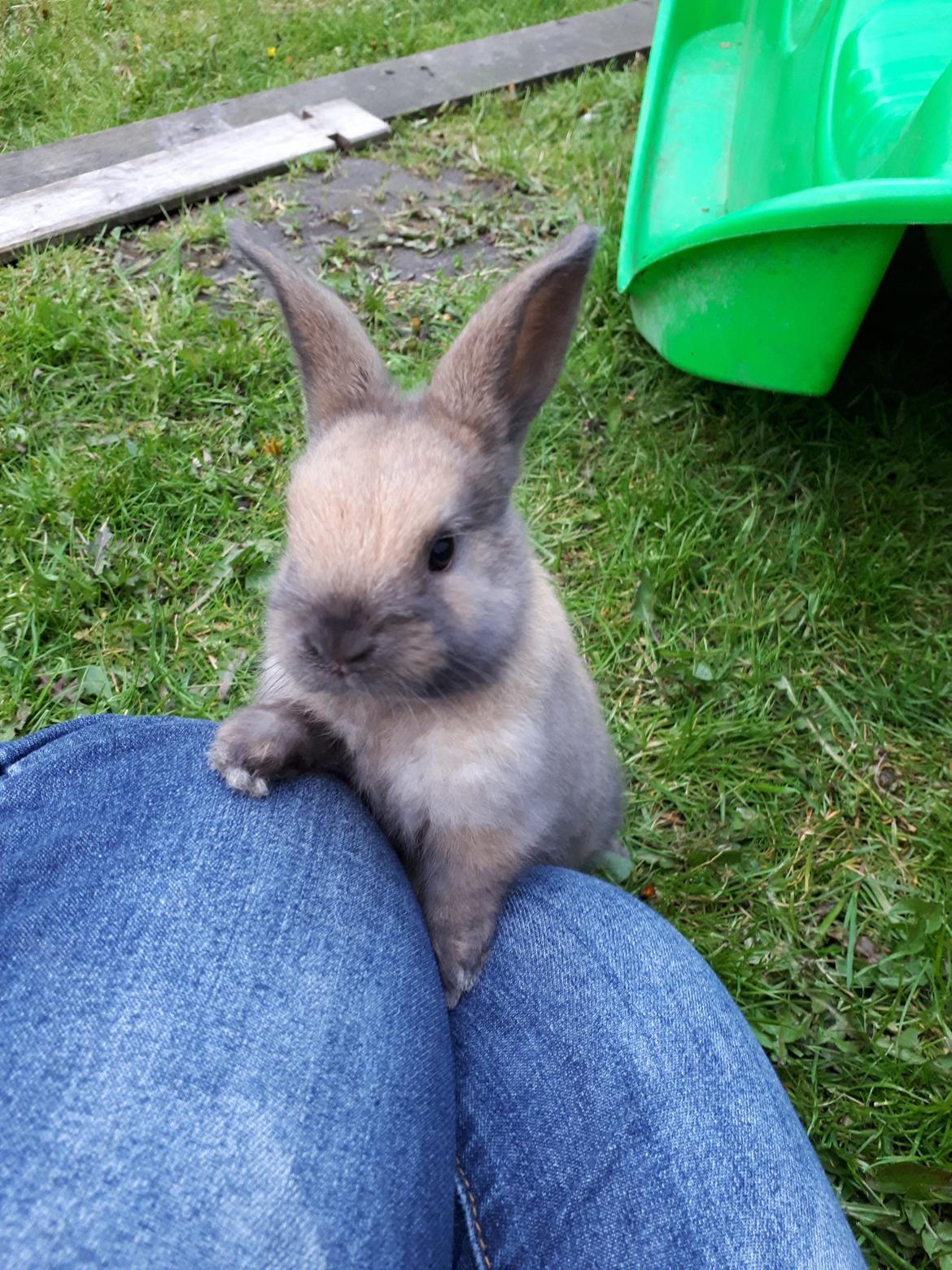 Kanin Max (desværre mistede jeg ham som 4 året) billede 2