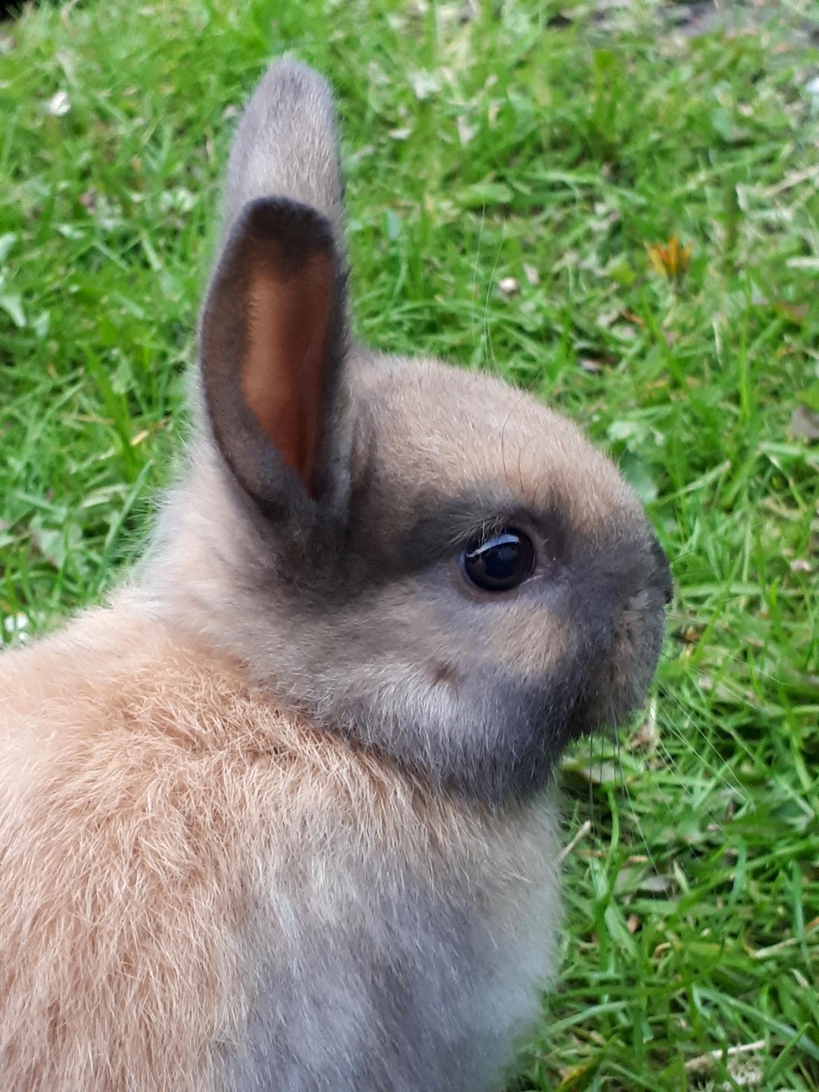 Kanin Max (desværre mistede jeg ham som 4 året) billede 3