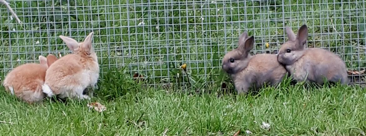 Kanin Max (desværre mistede jeg ham som 4 året) billede 4