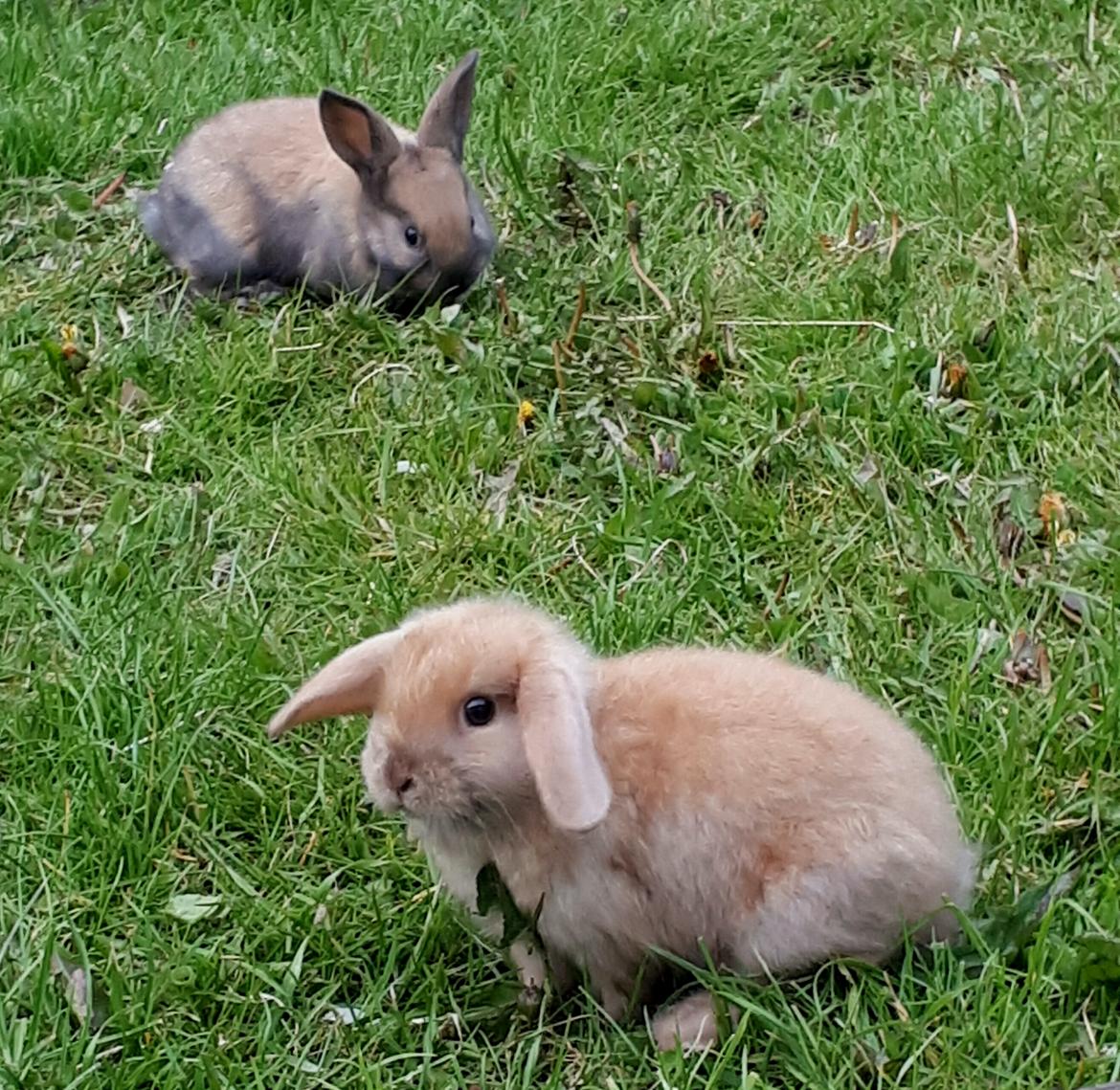 Kanin Max (desværre mistede jeg ham som 4 året) billede 5