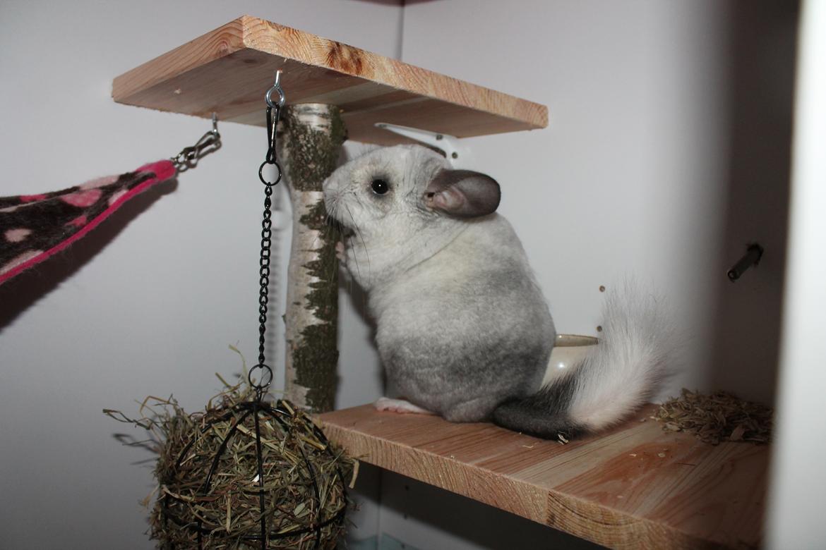 Chinchilla Chilla - 10/9-2016 billede 28