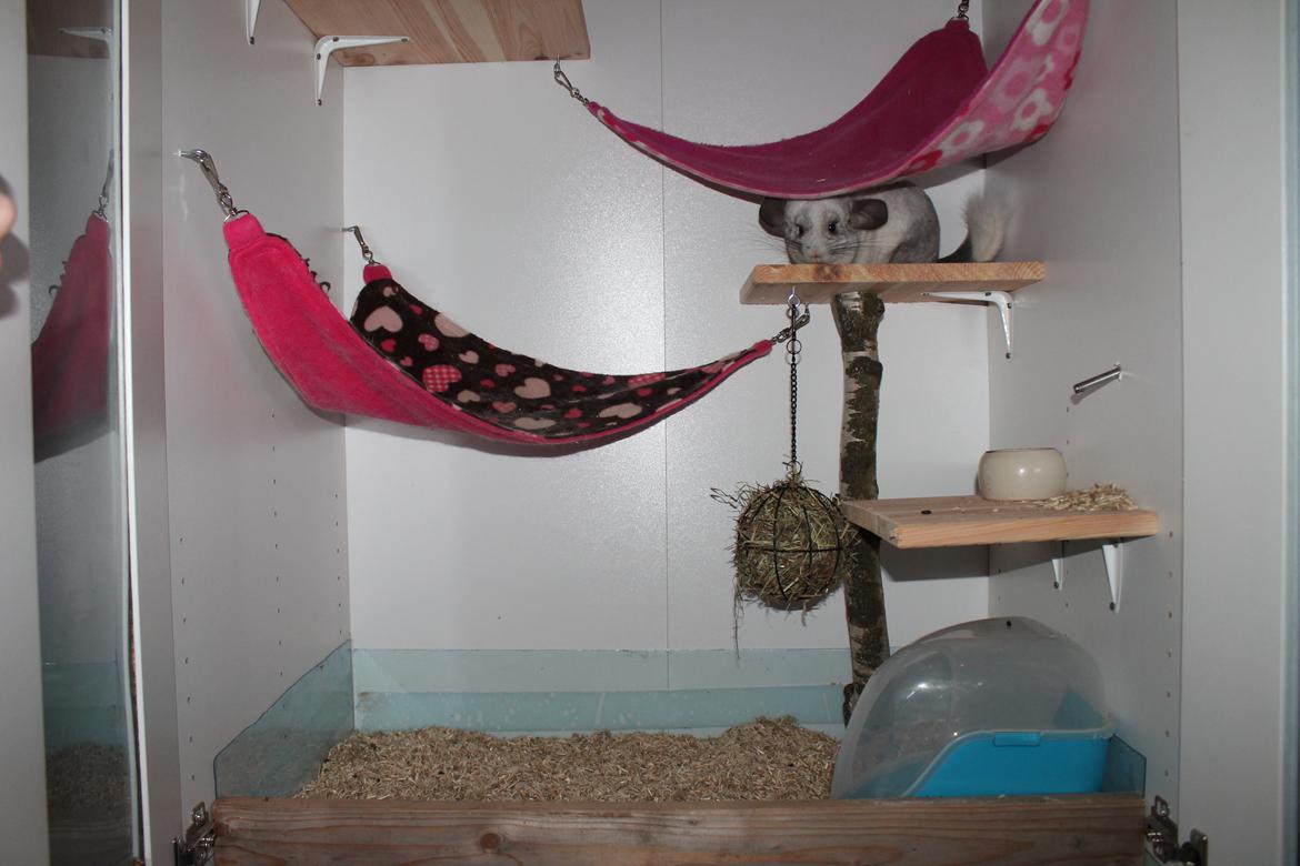 Chinchilla Chilla - 10/9-2016 billede 30