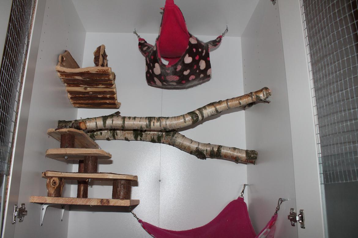 Chinchilla Chilla - 10/9-2016 billede 32