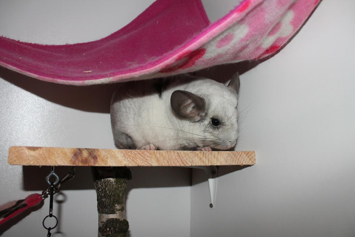 Chinchilla Chilla - 10/9-2016 billede 34