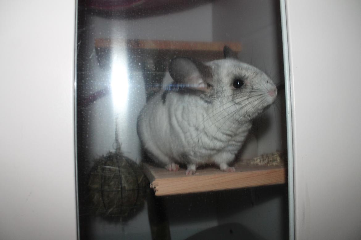 Chinchilla Chilla - 10/9-2016 billede 29