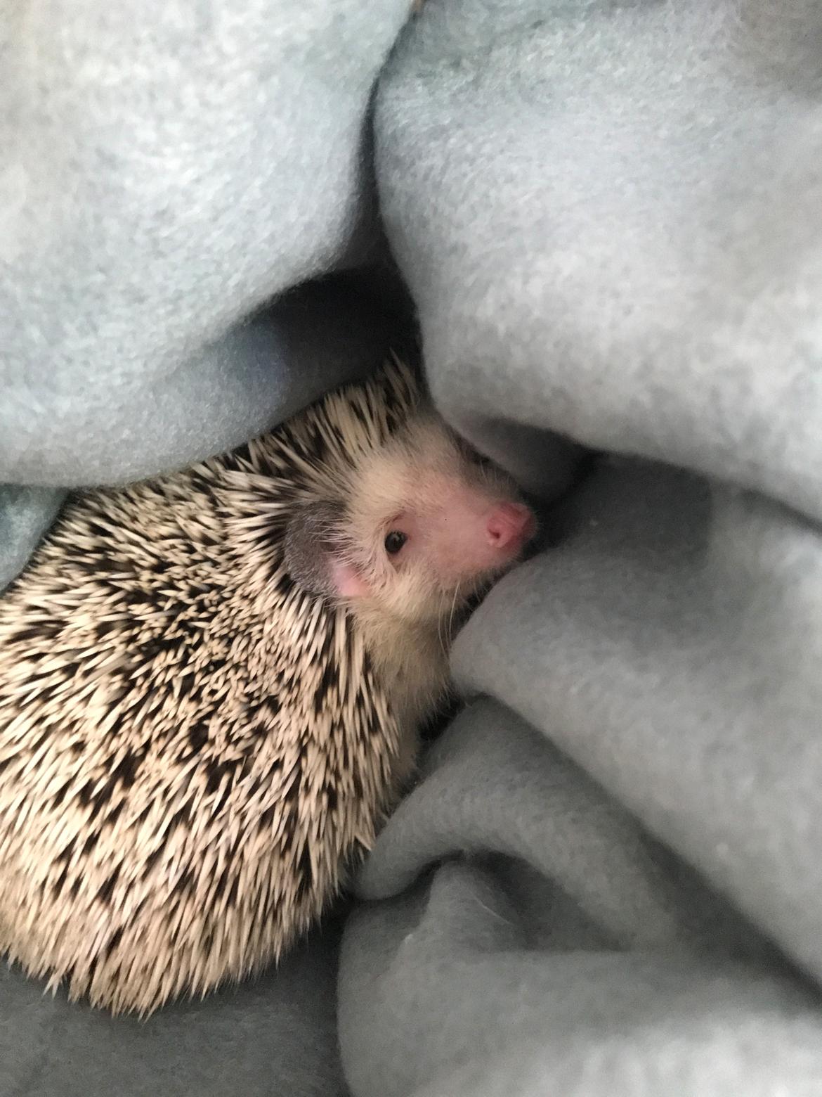 Pindsvin Willow billede 3