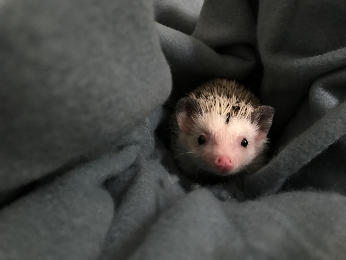 Pindsvin Willow billede 10