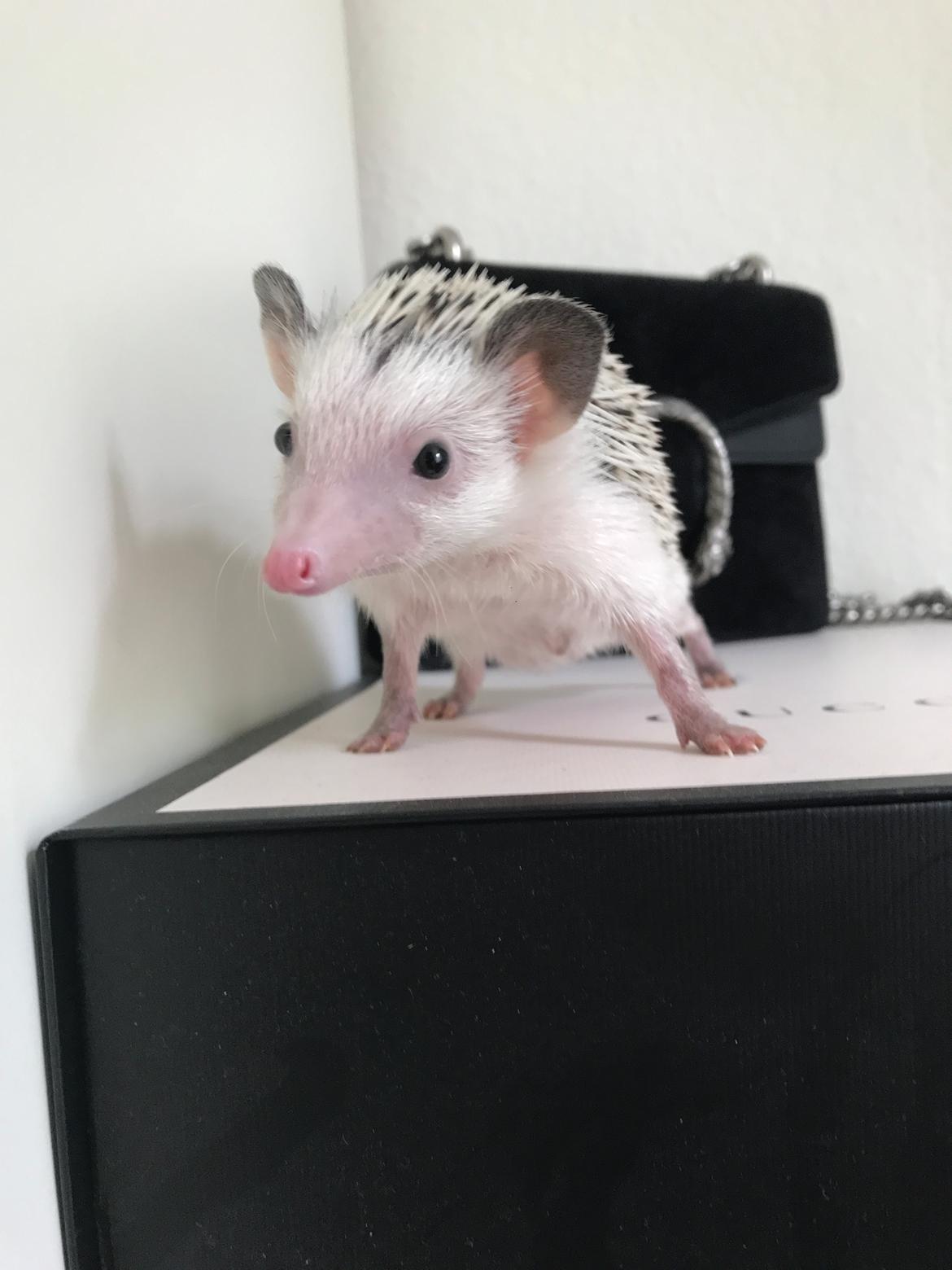 Pindsvin Willow billede 4