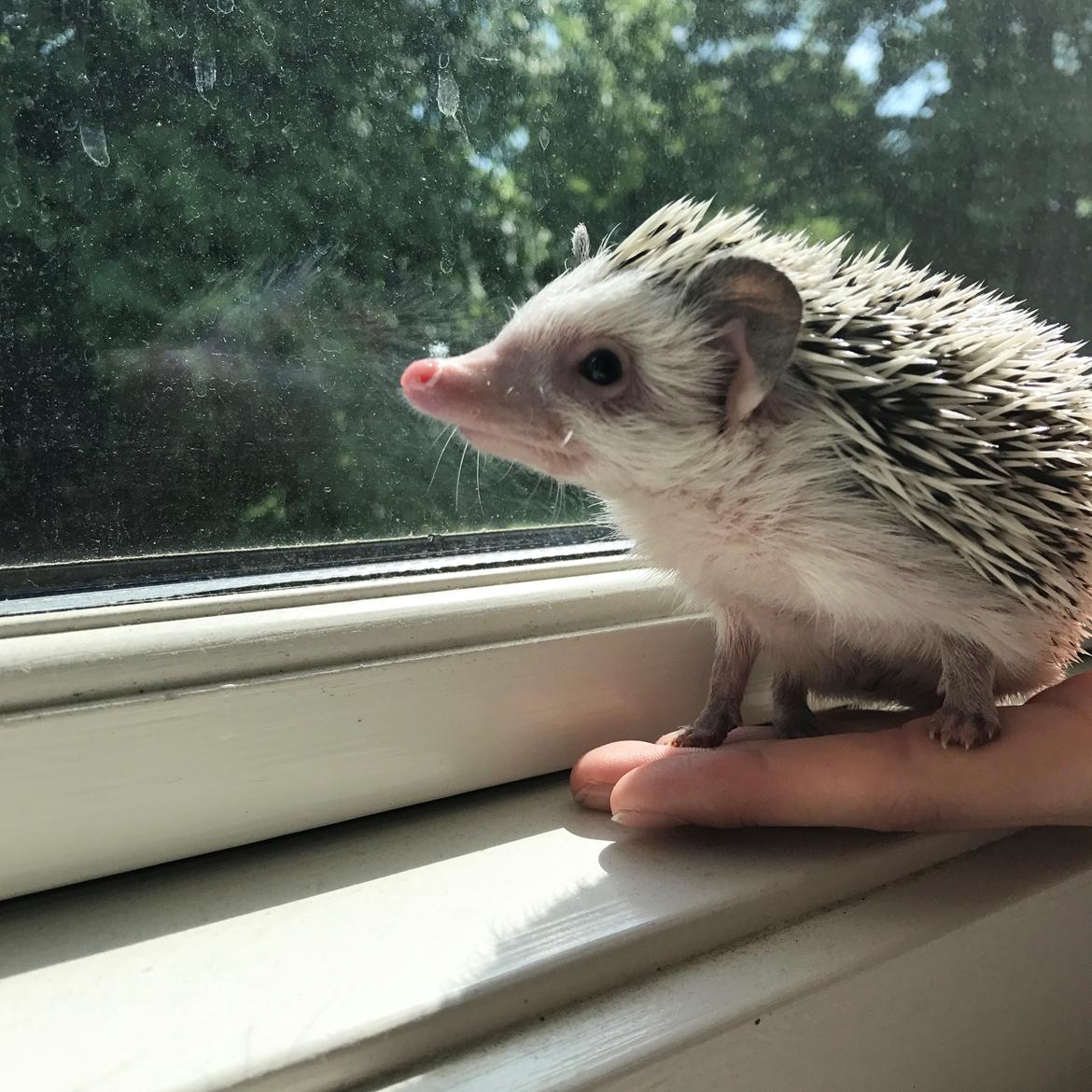 Pindsvin Willow billede 5