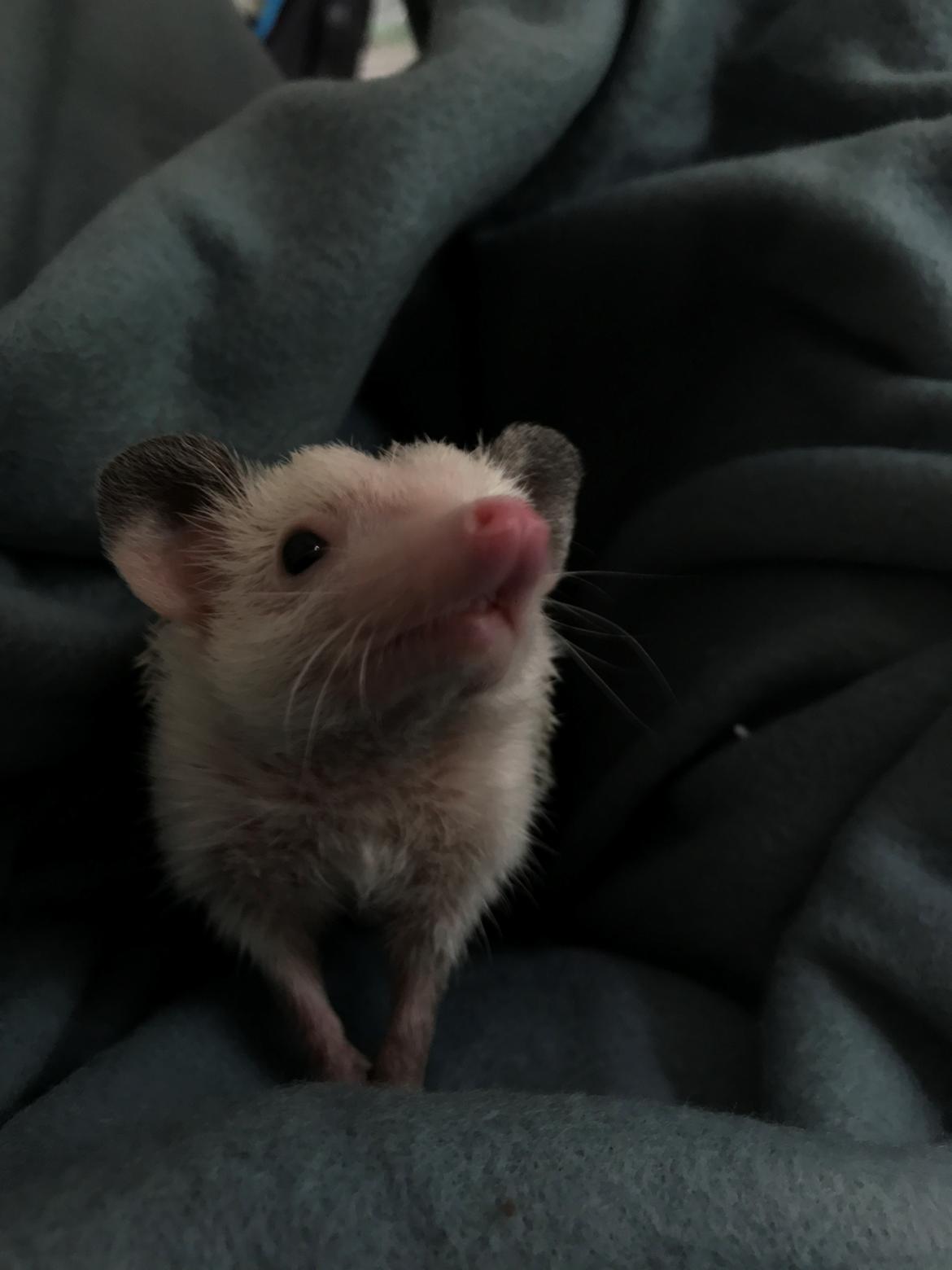 Pindsvin Willow billede 9