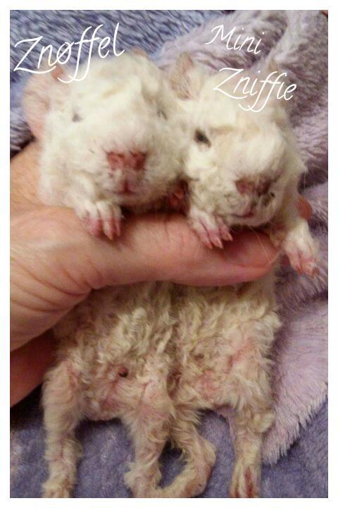 Marsvin Zniffie  billede 34