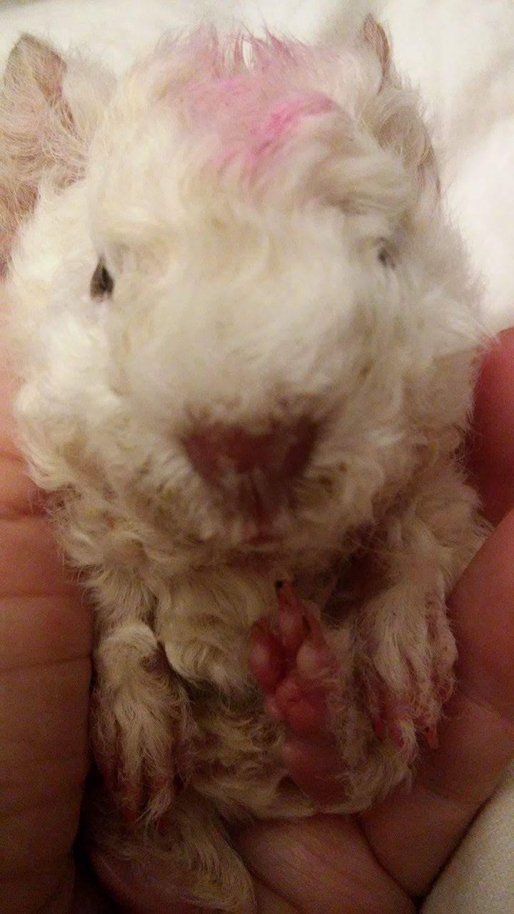 Marsvin Zniffie  billede 36