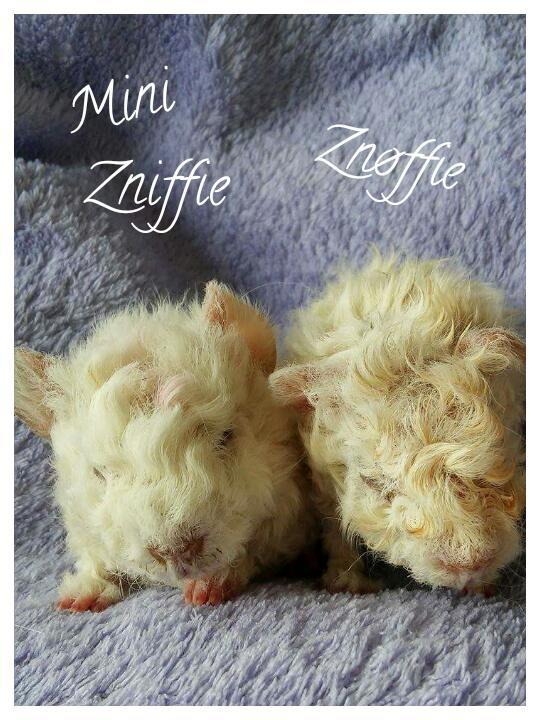 Marsvin Zniffie  billede 33