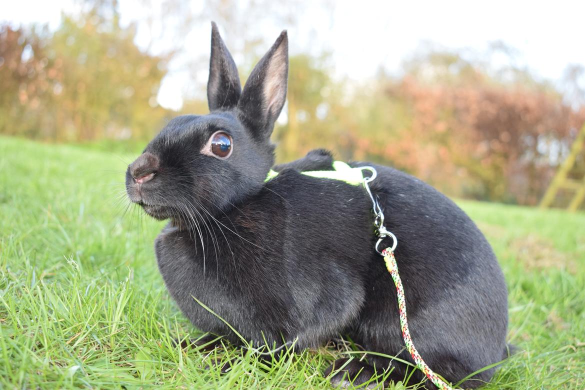 Kanin Black Beauty billede 5