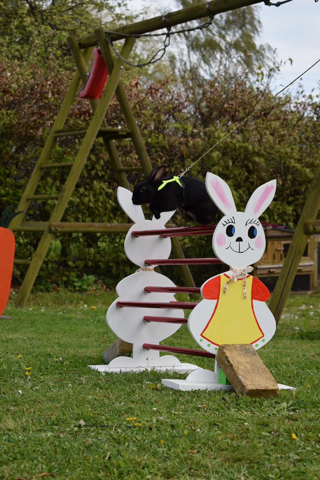 Kanin Black Beauty billede 6