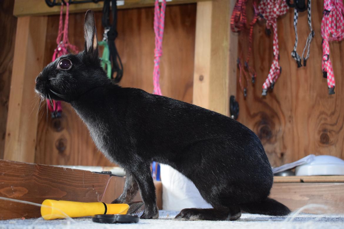 Kanin Black Beauty billede 7