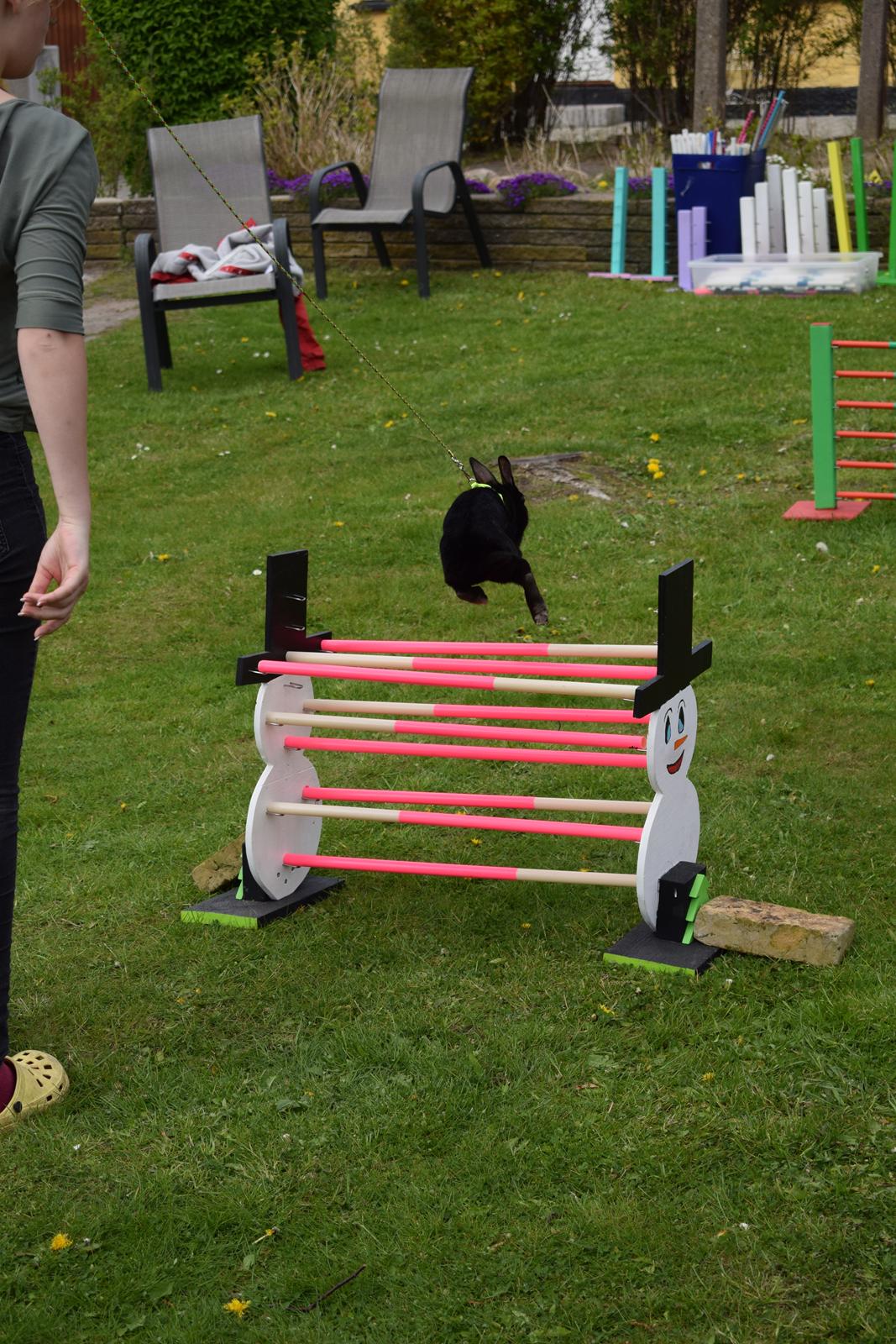 Kanin Black Beauty billede 9