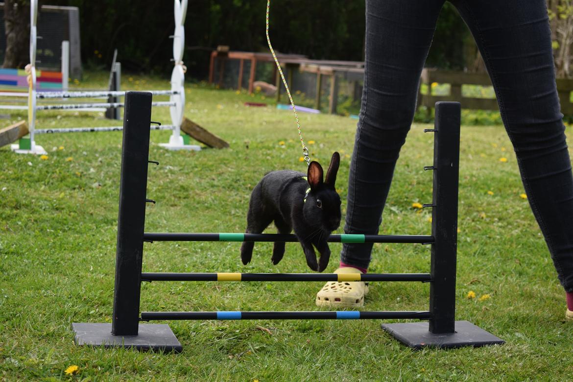 Kanin Black Beauty billede 8