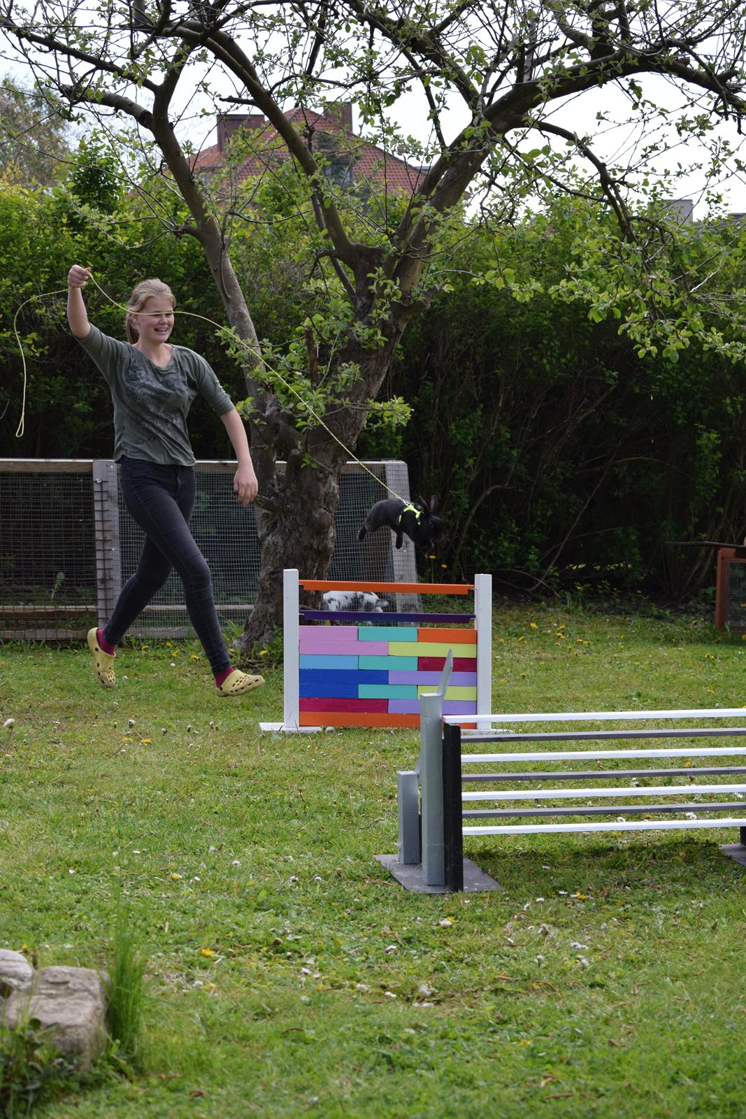 Kanin Black Beauty billede 11