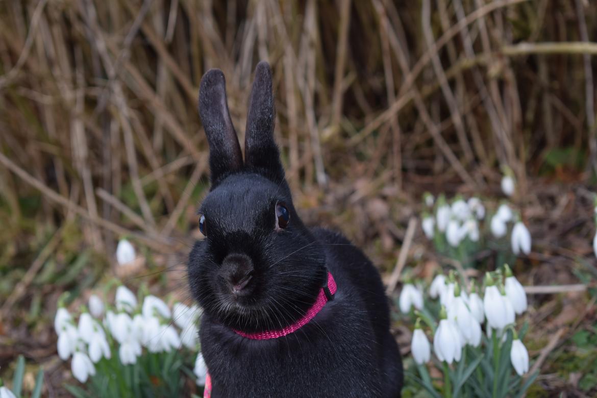 Kanin Black Beauty billede 10