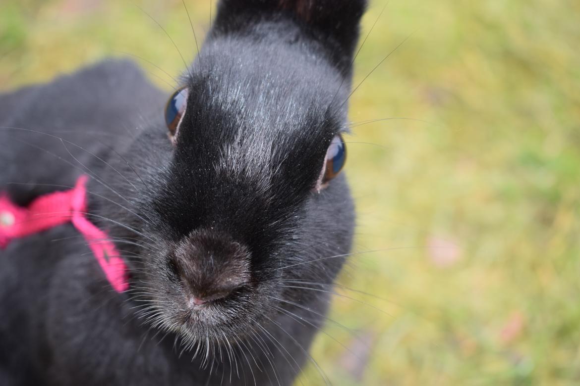 Kanin Black Beauty billede 12