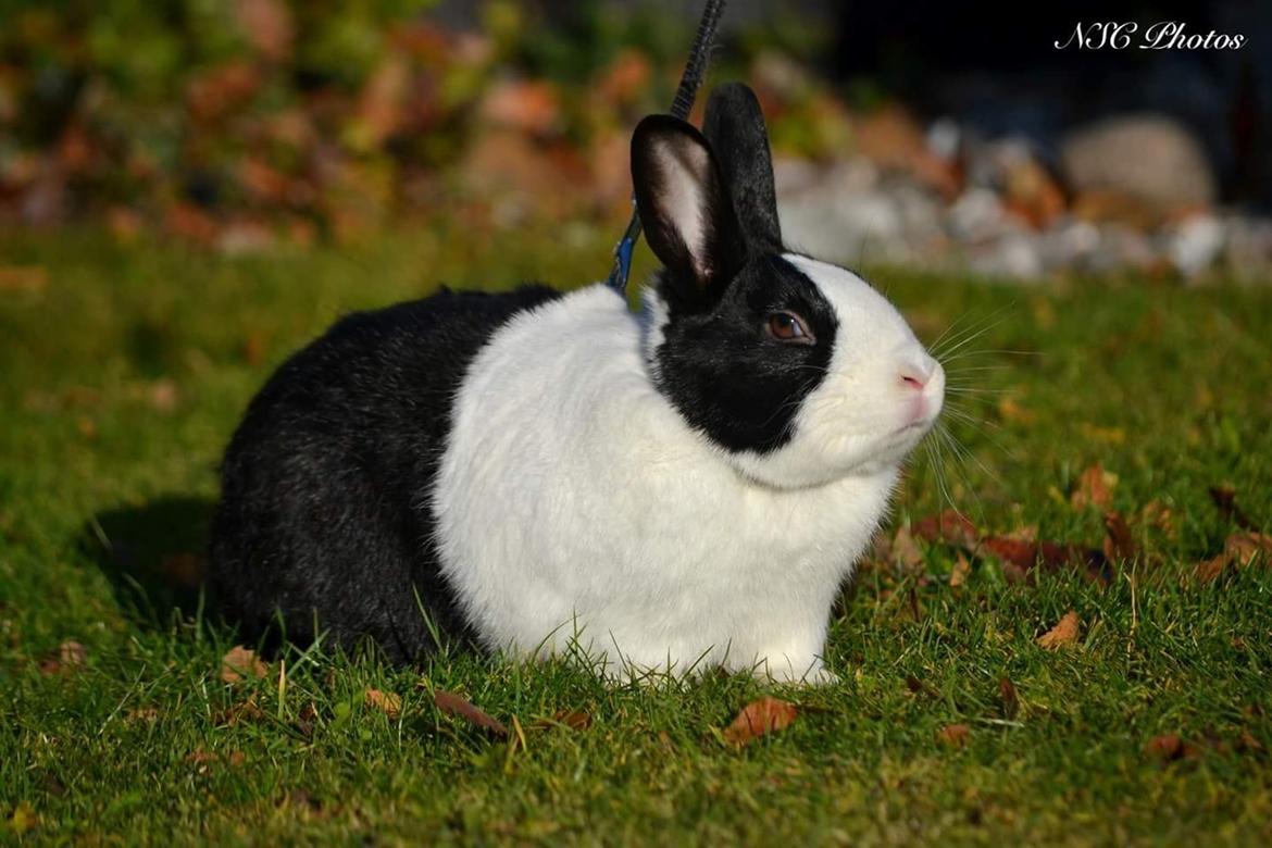 Kanin Mojoey billede 1