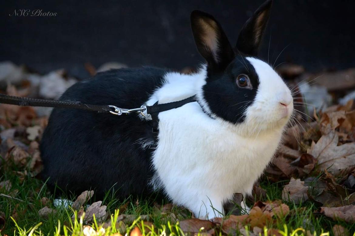 Kanin Mojoey billede 3