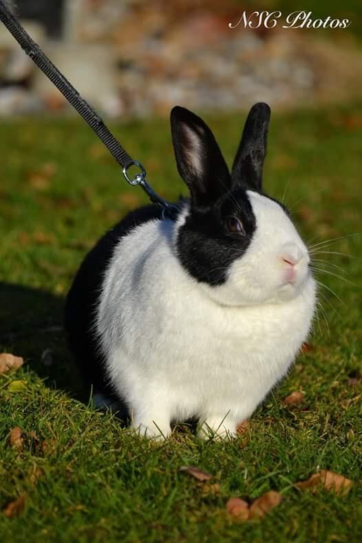 Kanin Mojoey billede 2