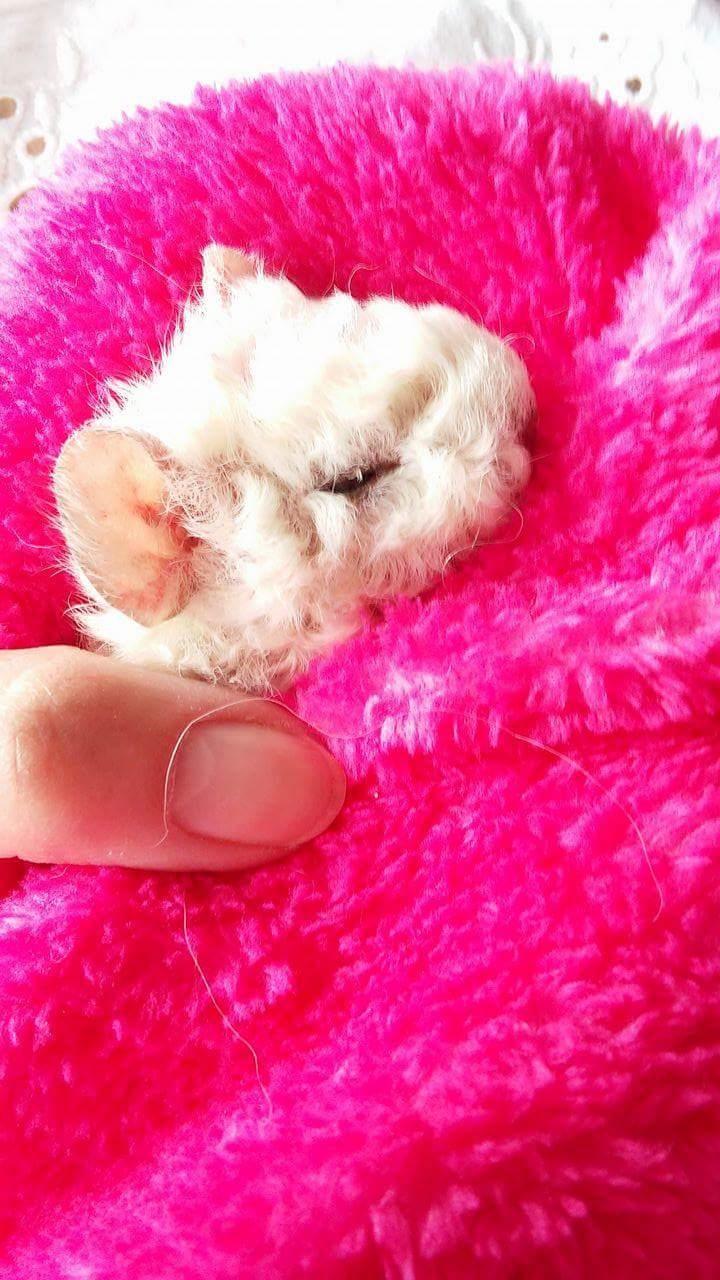 Marsvin Zniffie  billede 28