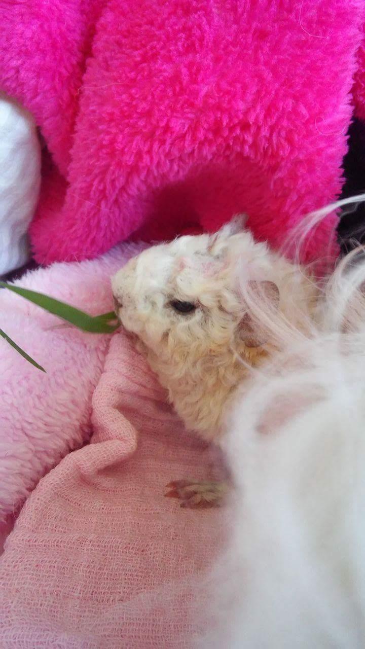 Marsvin Zniffie  billede 31