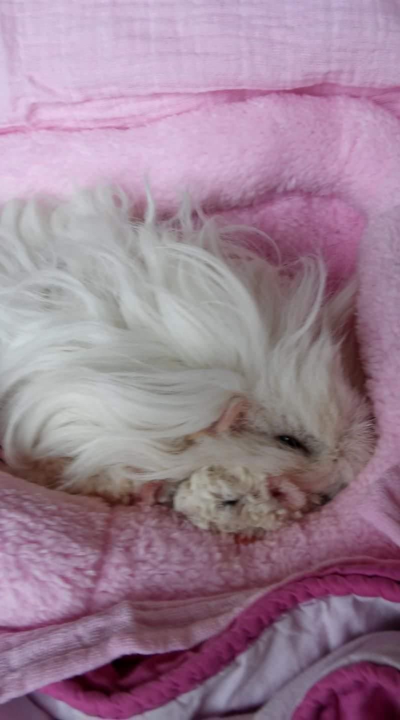 Marsvin Zniffie  billede 40