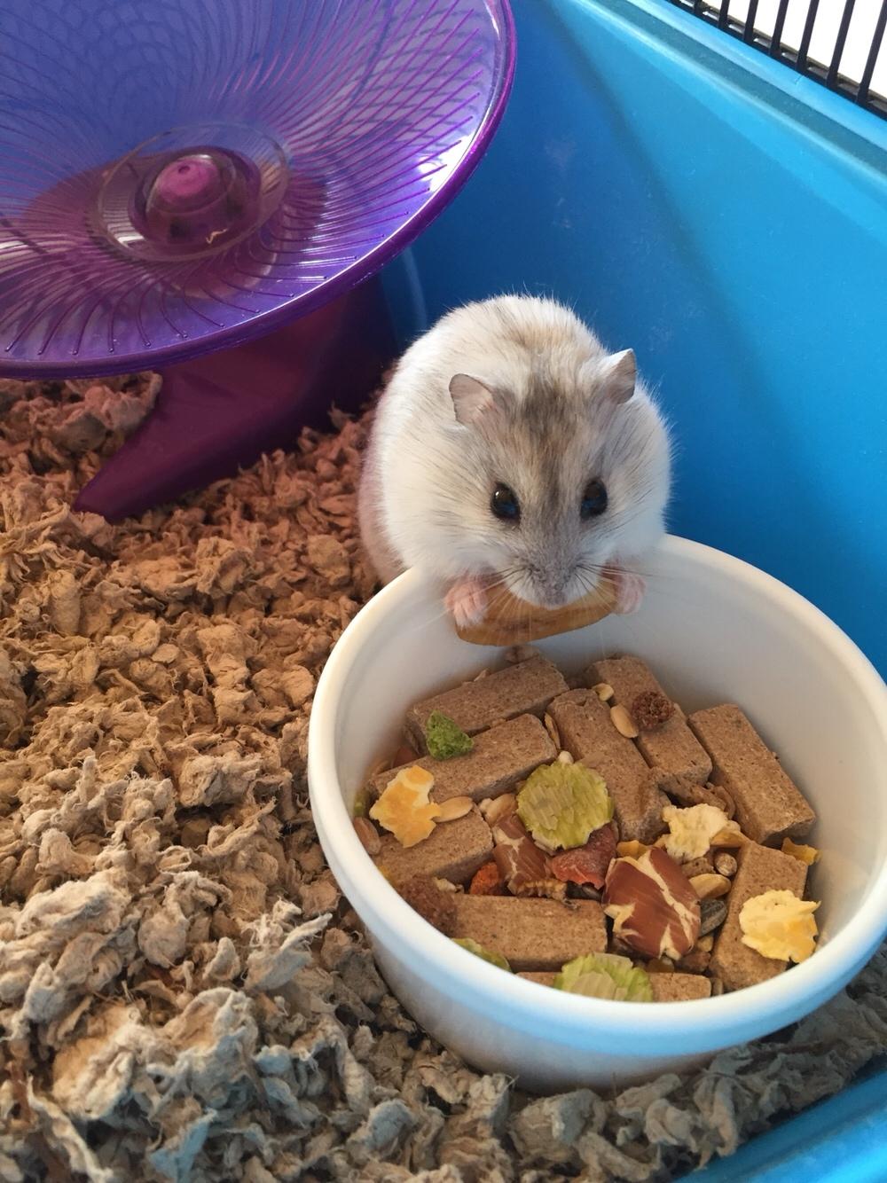 Dværghamster Budde RIP billede 13