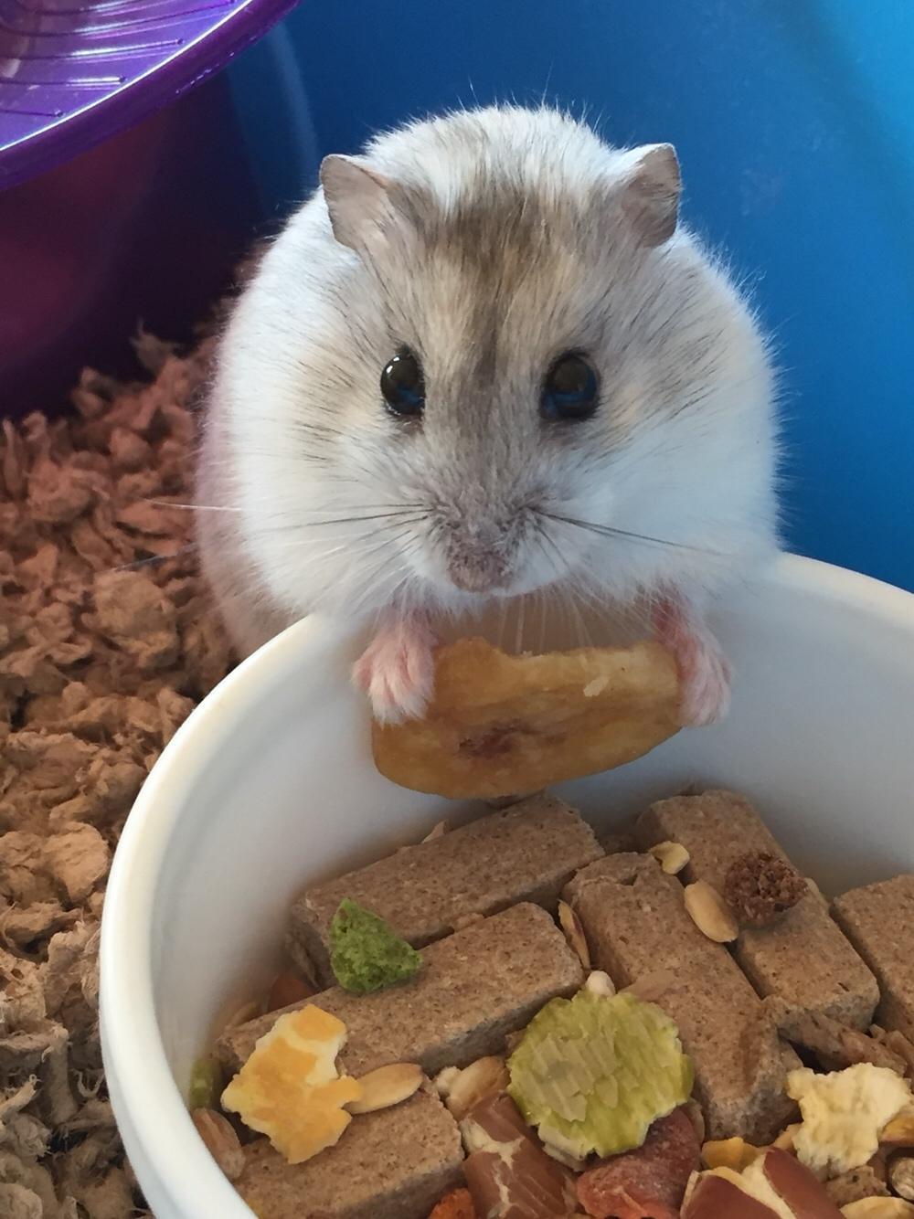 Dværghamster Budde RIP billede 6