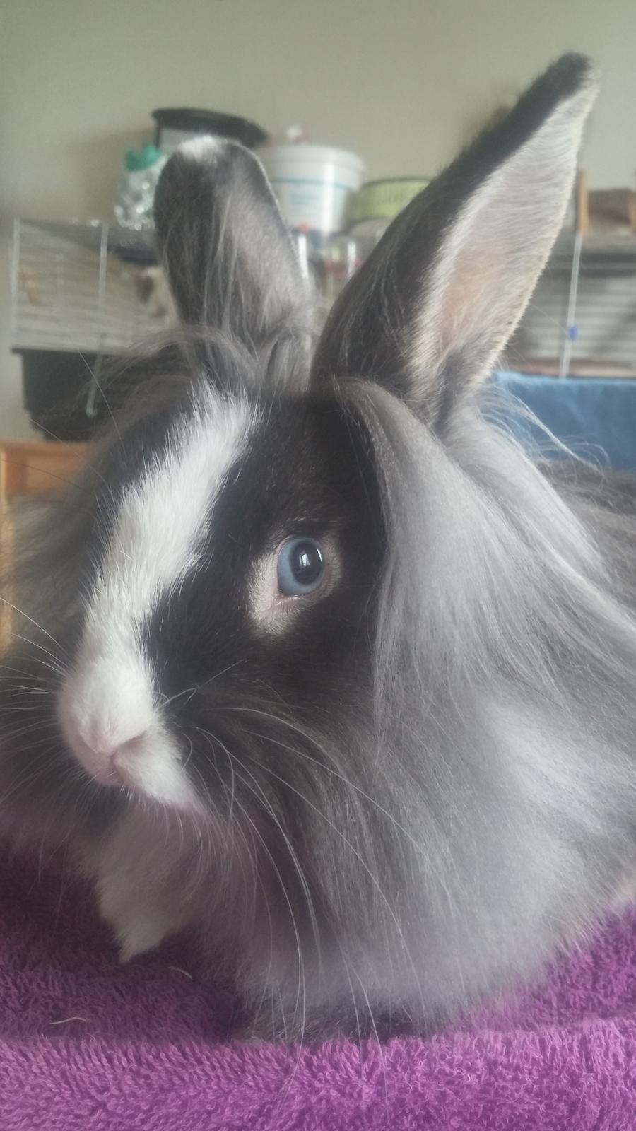 Kanin Ninka Ninus  billede 11