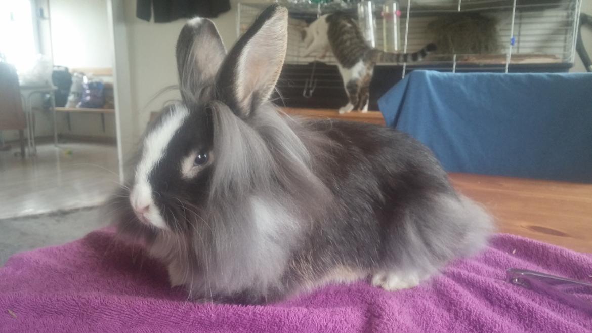 Kanin Ninka Ninus  billede 12