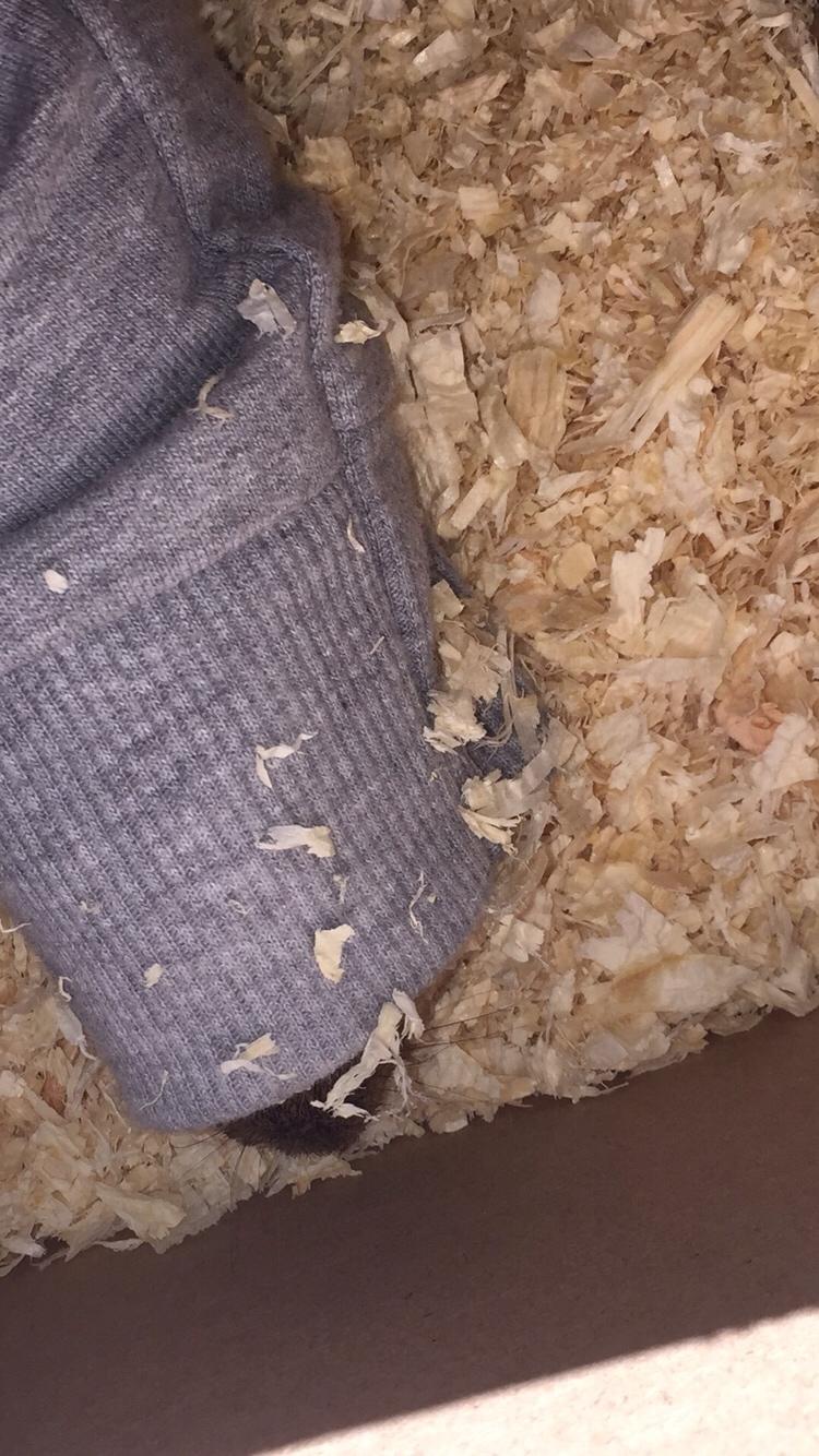 Marsvin Coda - På vej hjem billede 4