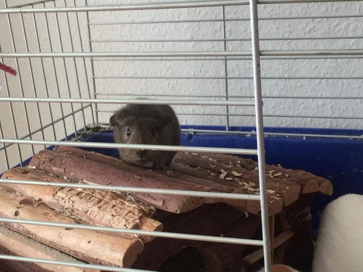 Marsvin Coda billede 5