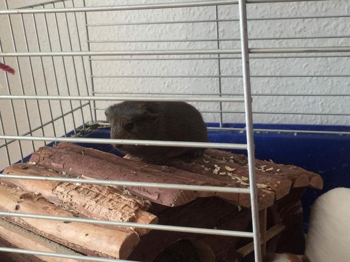 Marsvin Coda billede 6