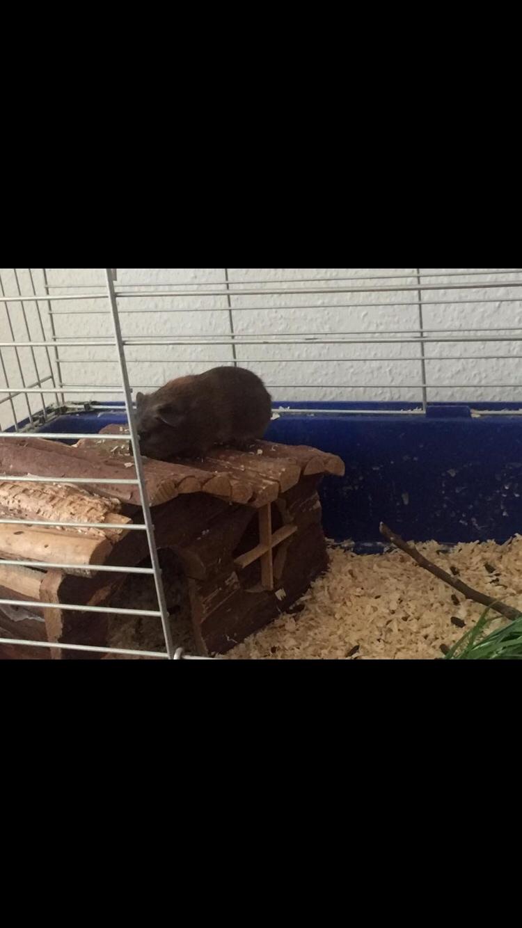 Marsvin Coda billede 7