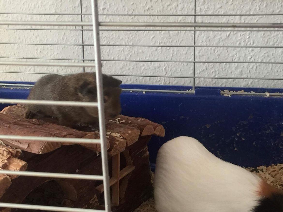 Marsvin Coda billede 8