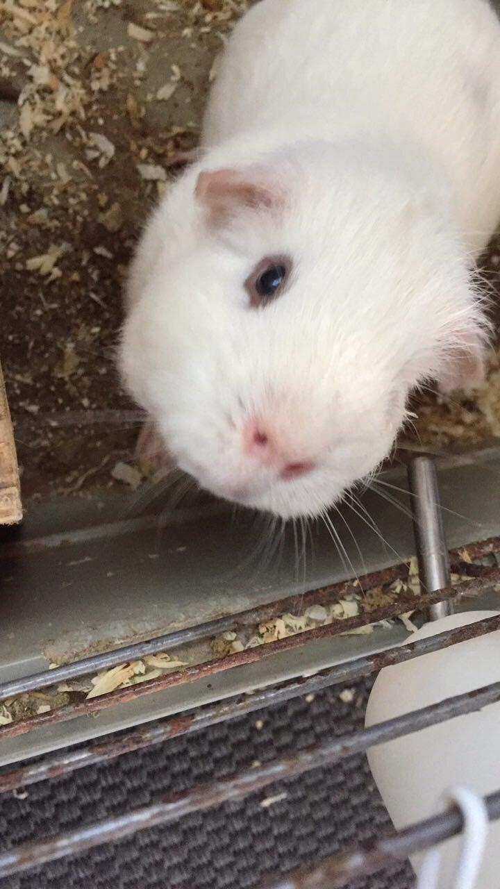 Marsvin Yeezy - Nysgerrig ved burskift billede 8