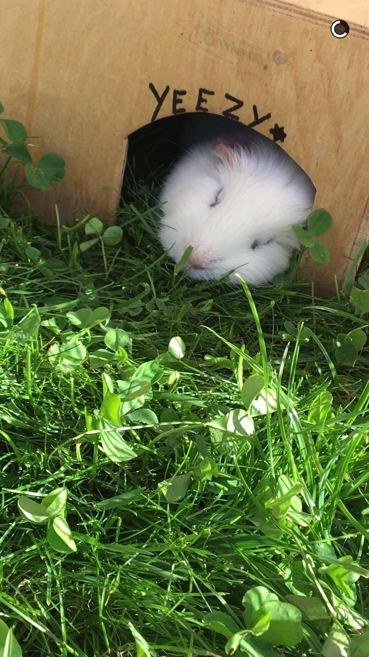 Marsvin Yeezy - En lur er trængt billede 6