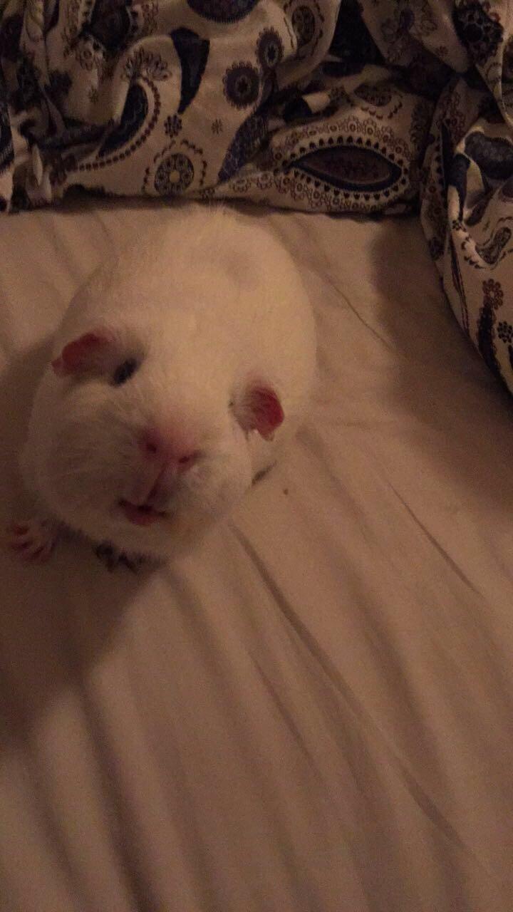 Marsvin Yeezy - Nysgerrig gris billede 5