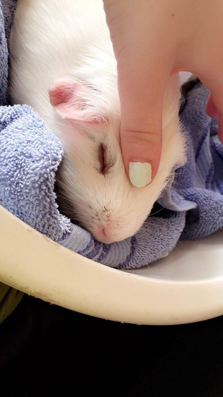 Marsvin Yeezy - Nusning er lige sagen  billede 2