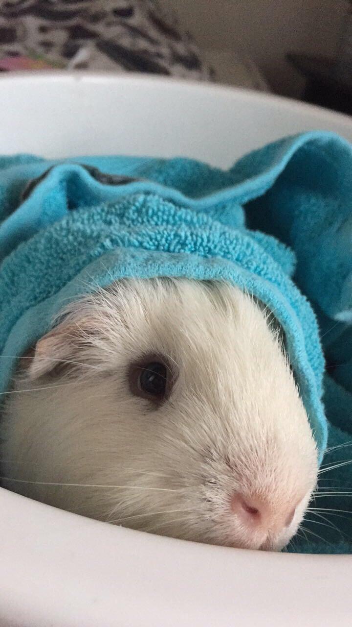 Marsvin Yeezy - Efter et hårdt trængt bad billede 9