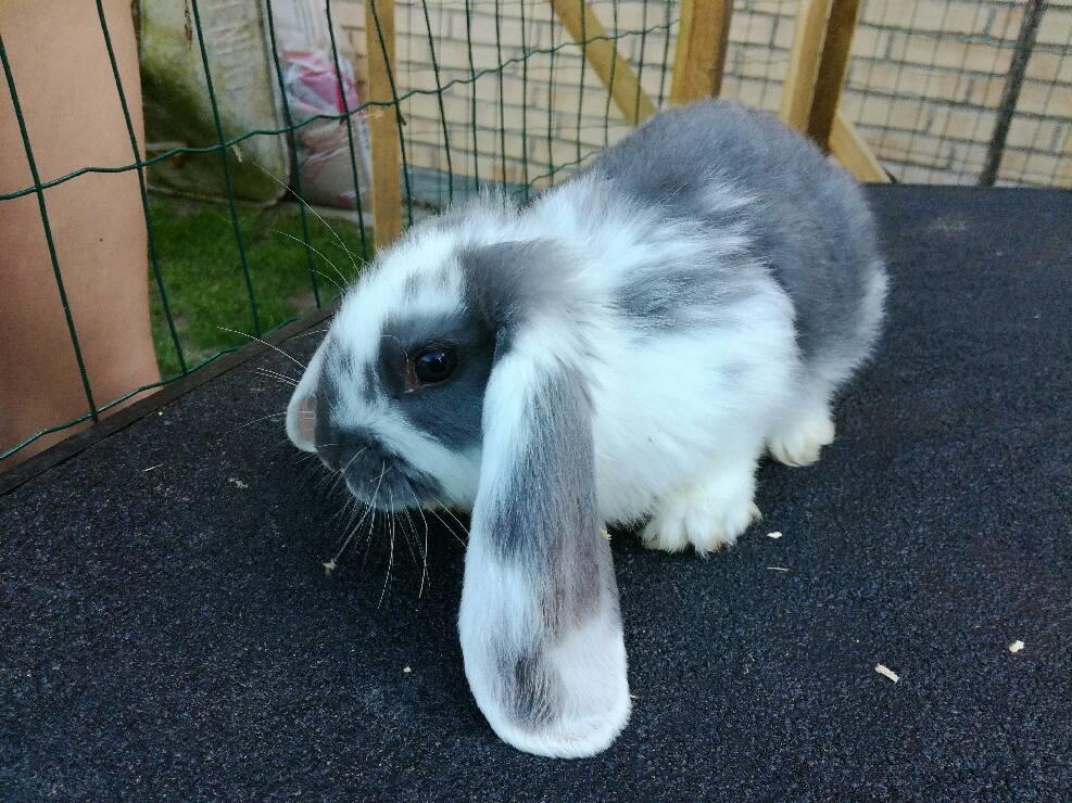 Kanin Sven billede 1