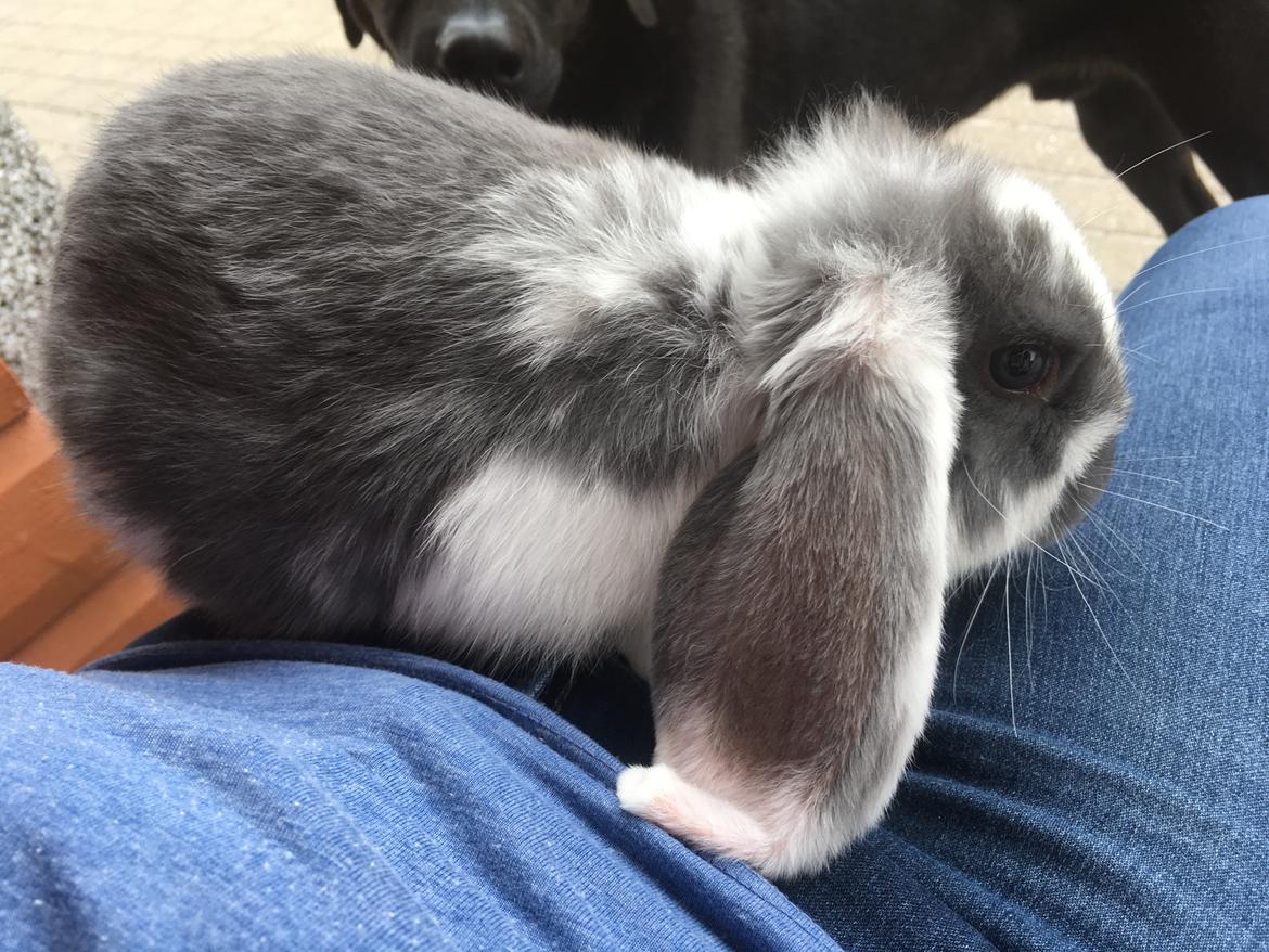 Kanin Sven billede 5