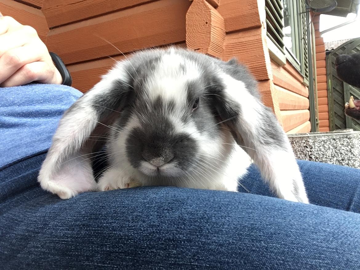 Kanin Sven billede 2