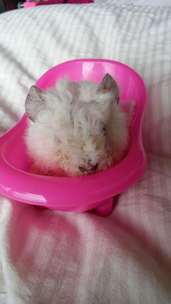 Marsvin Zniffie  billede 26