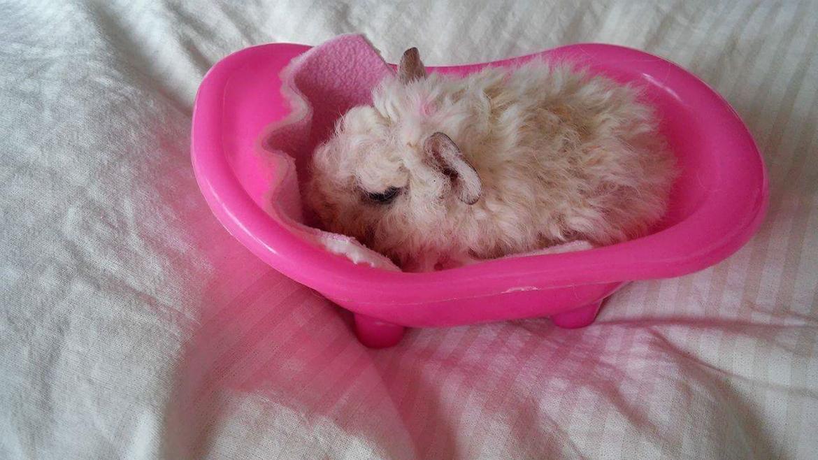 Marsvin Zniffie  billede 27